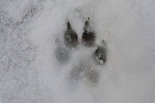 Казахстанцев шокировали охотники, съевшие сырое сердце волка