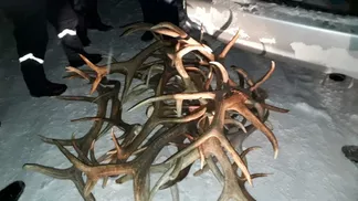 В ВКО полицейские выявили незаконную перевозку рога марала