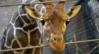 Эксперты сошлись во мнении, что жираф Мелман умер от отравления