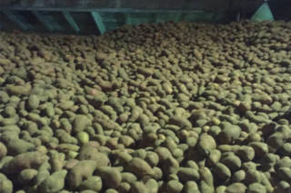 В Семее картофель, заготовленный по стабфонду, гниет на складах овощехранилища