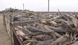 Более миллиарда тенге убытков понес завод после гибели рыбы в Атырау