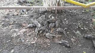Массовая гибель воробьёв отмечена в нескольких районах Аксая