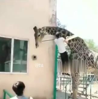 Посетитель шымкентского зоопарка пытался покататься на жирафе