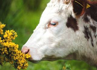 В Семее скот уничтожает цветники за 30 миллионов тенге