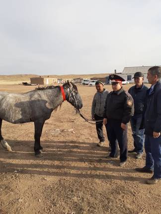 Светоотражающие ошейники надевают на домашних животных в Абайском районе Восточно-Казахстанской области