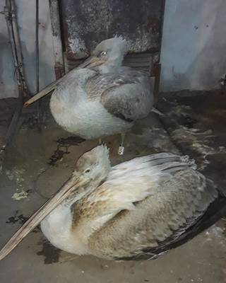 Житель ВКО спас двух пеликанов