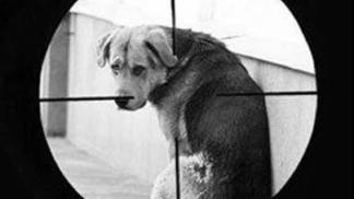 «Фонд Брижит Бардо» отреагировал на отстрел собак в Караганде