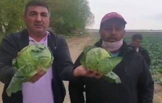 Туркестанские фермеры вынуждены раздавать продукцию бесплатно