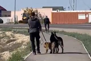 Мужчину с тигренком на поводке задержали в Актау