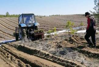 В реликтовом бору близ Семея высадили свыше 70 тысяч молодых сосен
