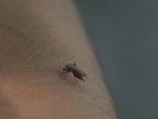 Полчища комаров не дают покоя жителям Семея