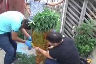 Теплицу по выращиванию конопли обнаружили в Семее