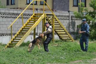 За пять месяцев текущего года служебные собаки ДП ВКО  способствовали  раскрытию 189 преступлений