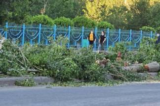 К юбилею Абая в Семее вырубят 170 здоровых деревьев