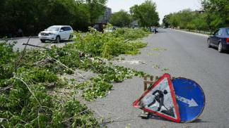В Семее становится все больше гипотетических деревьев