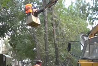 В центре Семея безжалостно уничтожают деревья