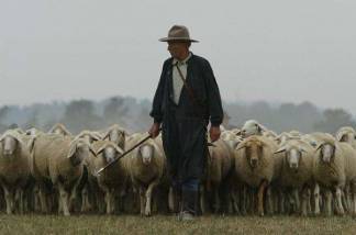 Пастуха, продавшего чужой скот на 53 млн тенге, задержали полицейские