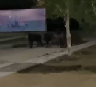 Семейство кабанов разгуливало по левому берегу Нур-Султана