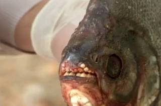 Рыбу с человеческими зубами поймали в Шымкенте