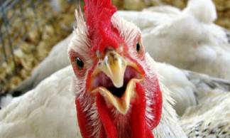 Из-за птичьего гриппа в Казахстане подорожают яйца и куриное мясо