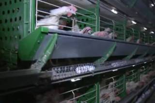 Поголовно! Производители яйца настаивают на бесплатной вакцинации на птицефабриках