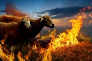 Сотни овец сгорели в Кызылординской области из-за фермеров