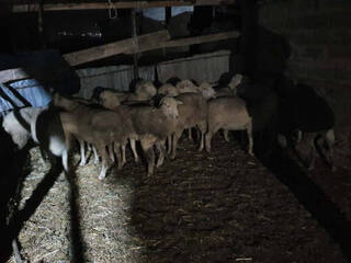 Скотник инсценировал налёт на крестьянское хозяйство, пытаясь скрыть кражу 67 овец