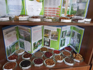 102 вида семян для посадки заготовили в дендропарке Шымкента