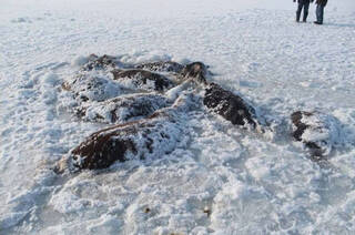 26 лошадей нашли вмерзшими в лёд в Павлодарской области