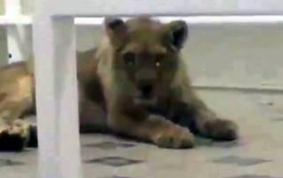 Львенок, которого увидели в шымкентской гостинице, разыскивают полицейские