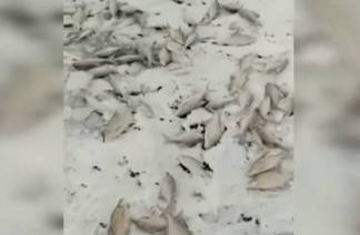Массовую гибель рыбы на Балхаше сняли на видео