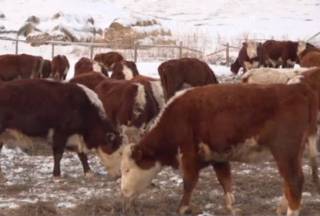 На прилавки рынков Казахстана может попасть мясо больных животных