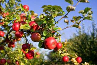 Яблоневые сады будут высаживать в ряде регионов Казахстана