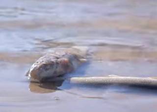 Массовый мор рыбы произошел на реке Бадам в Шымкенте