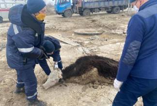 В Семее спасли корову, упавшую в болото