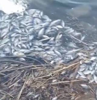 Мор рыбы вблизи Караганды обнаружили рыбаки