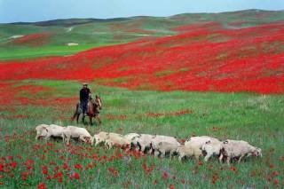 В Казахстане учредят День пастуха