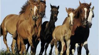 Полицейские Семея нашли пропавший табун лошадей