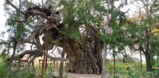 Паломники спешат увидеть тысячелетнее дерево в пригороде Туркестана
