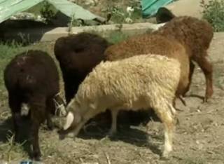 Убыточный Курбан Айт: овцеводы готовятся затянуть пояса