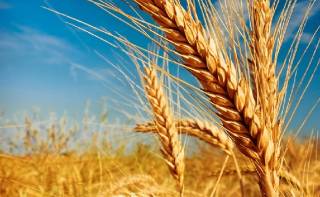 Новые сорта твёрдой и мягкой пшеницы вывели в Акмолинской области
