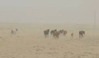 Засуха в Казахстане: дождутся ли помощи фермеры?