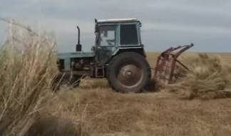 Сельчан завлекают на вакцинацию… сеном