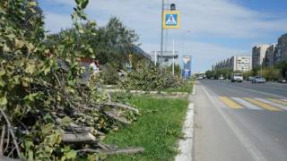Аллею из 17 деревьев незаконно вырубили в Семее