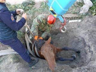 Лошадь, угодившую в яму, спасли в Семее