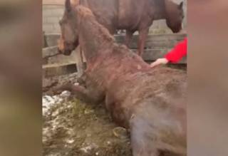 Коня забили на мясо в конно-спортивной школе