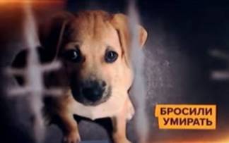«Лагерь смерти» для собак обнаружили в Алматы