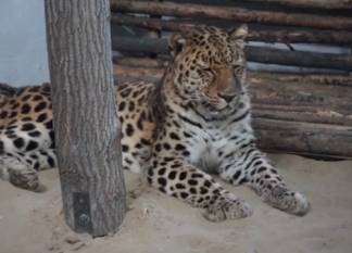 В биоцентре Семея появился дальневосточный леопард