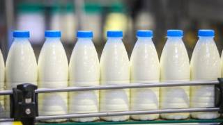 В Семее ежедневно производят по 15 тонн молока