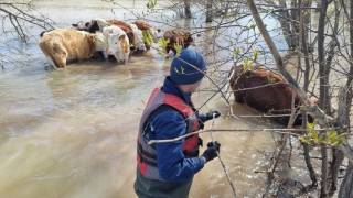 Спасатели пришли на помощь телятам в Семее